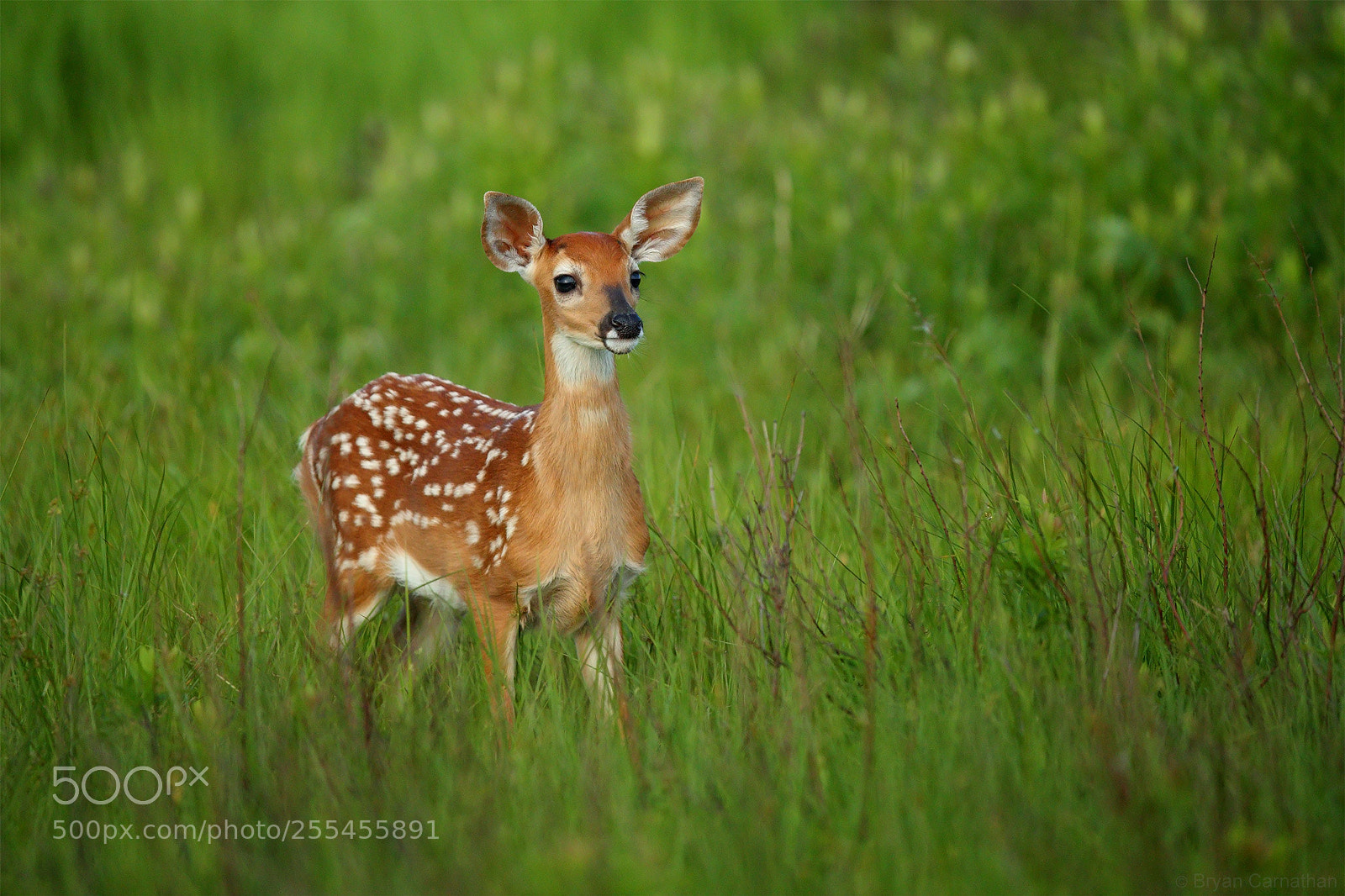 Canon EOS-1D X Mark II sample photo. Invitation join me for photography