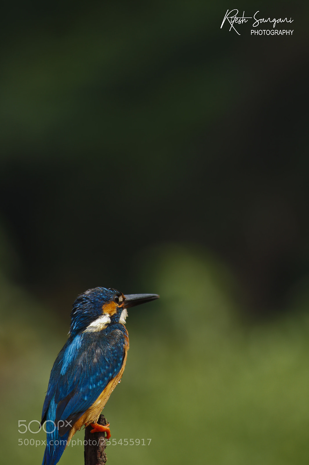 Canon EOS 700D (EOS Rebel T5i / EOS Kiss X7i) sample photo. Blue beauuuuuty....... in the photography