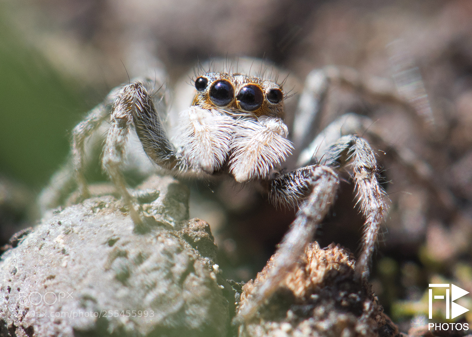 Nikon D850 sample photo. Lovely spider! photography