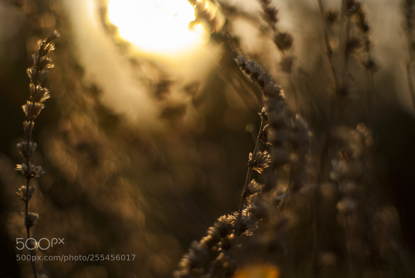 Nikon D200 sample photo. Mornin' photography