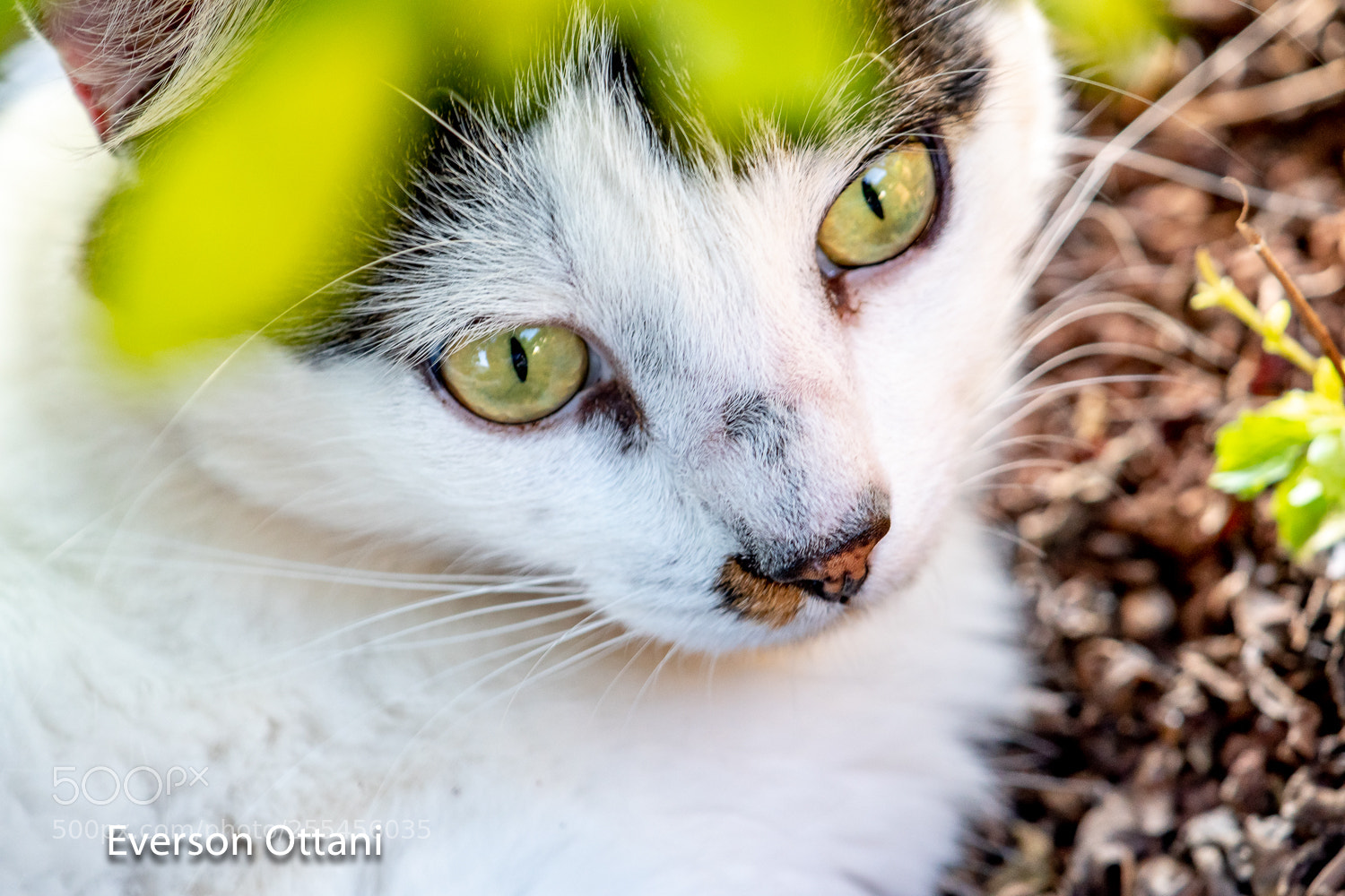 Nikon D500 sample photo. White cat photography