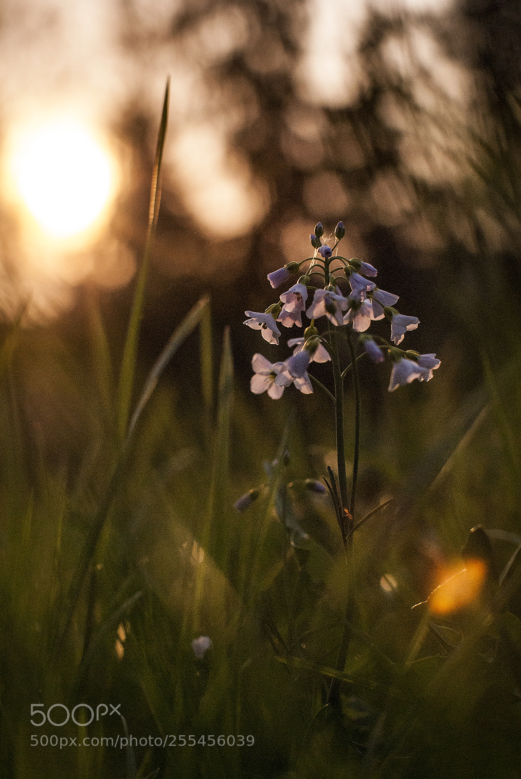 Nikon D200 sample photo. Mornin' photography