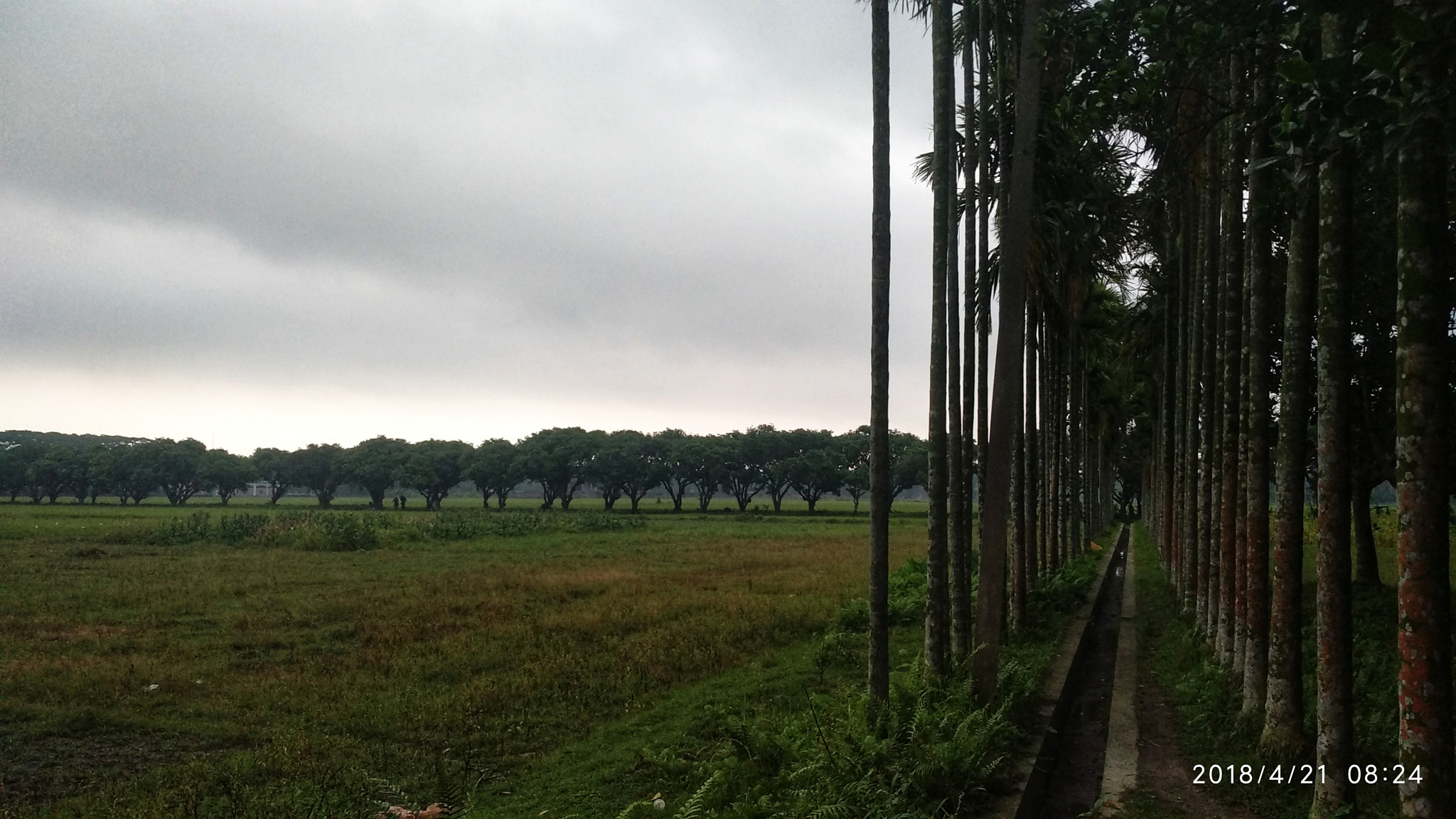 Xiaomi MI MAX 2 sample photo. Kalboishakhi photography