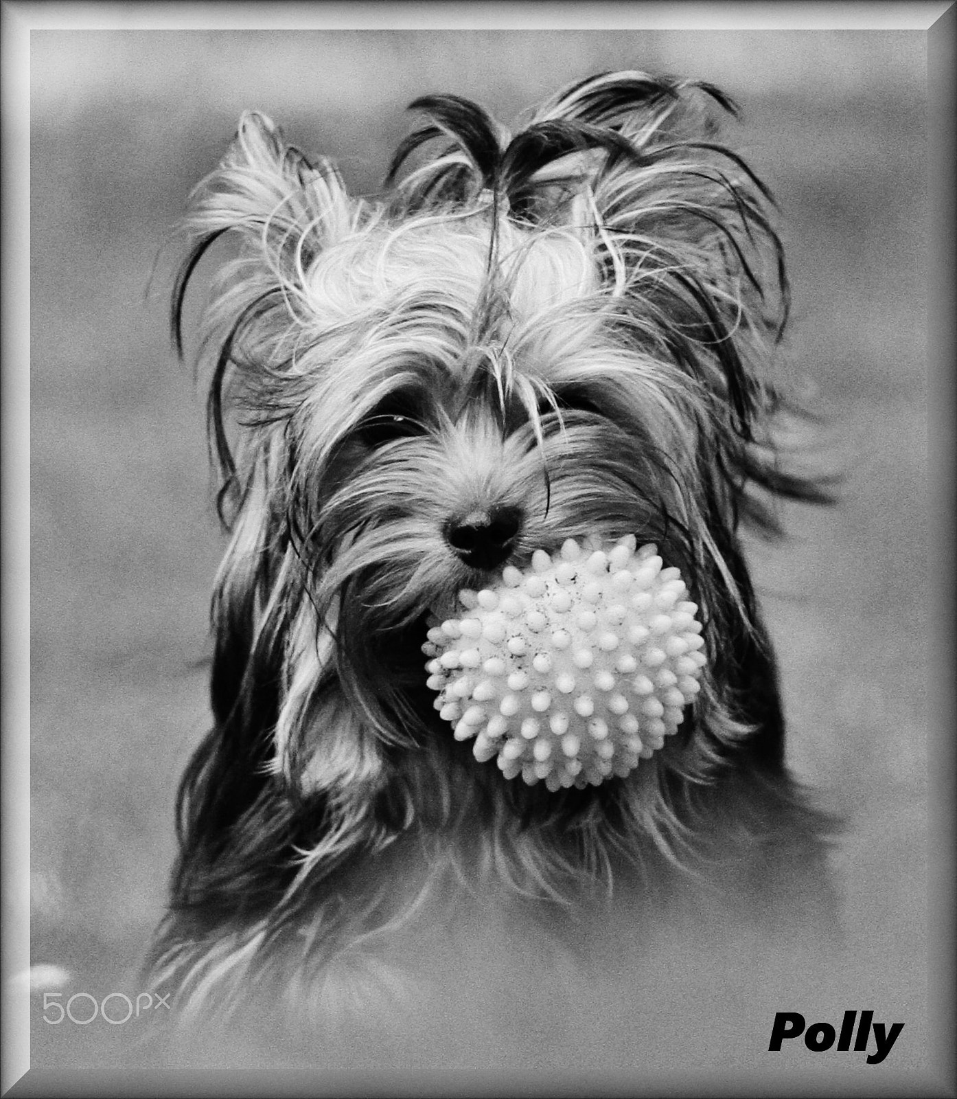 Canon EOS 7D + Canon EF 70-200mm F4L IS USM sample photo. Polly sw photography