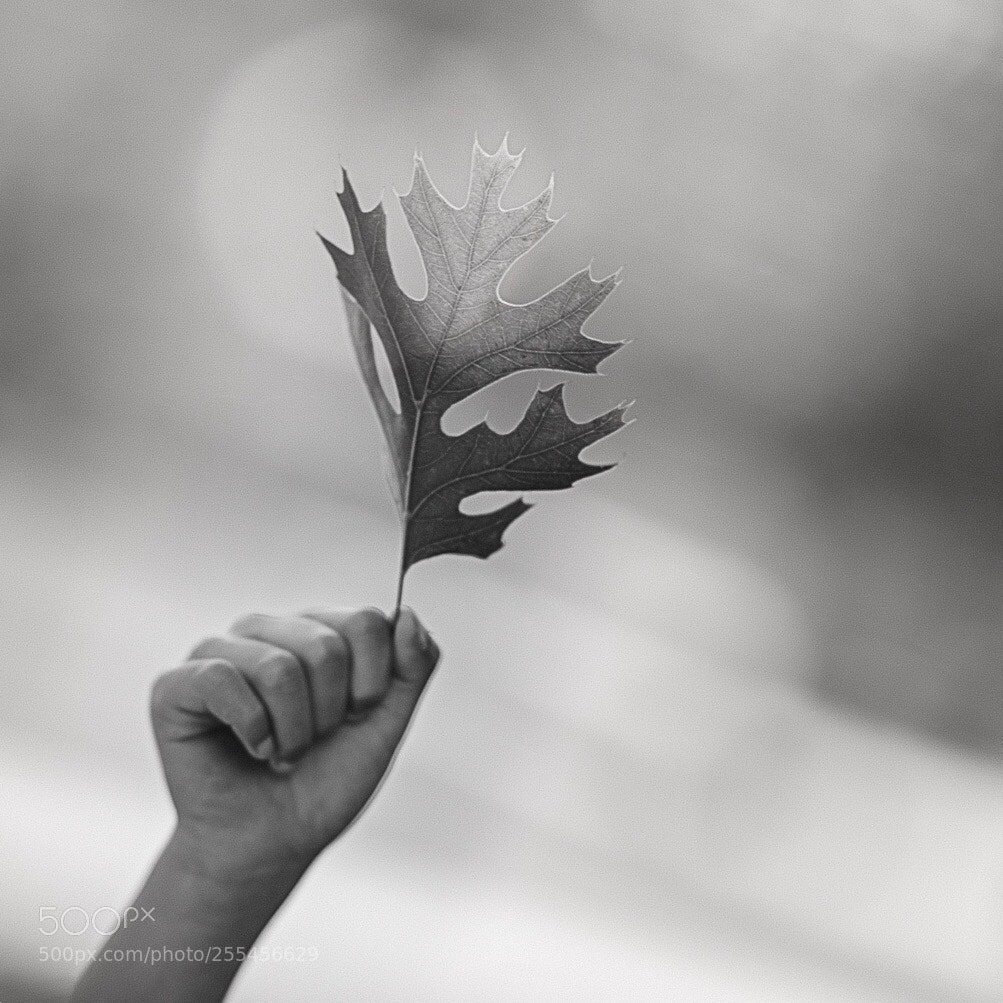 Canon EOS 6D sample photo. Lucky leaf photography