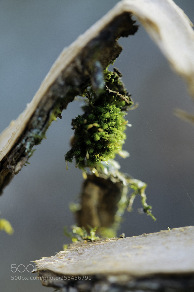 Nikon D600 sample photo. 180427 photography