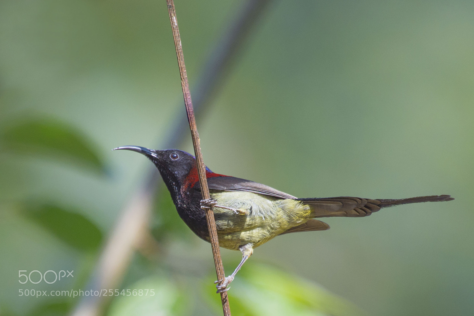 Nikon D4 sample photo. Black throated sunbird photography