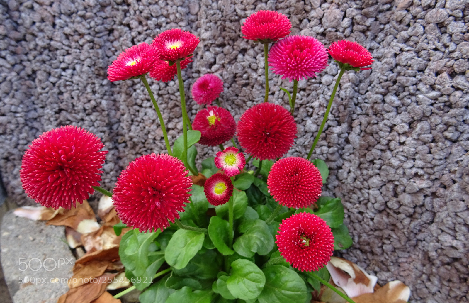 Sony DSC-HX60 sample photo. Wallflowers photography