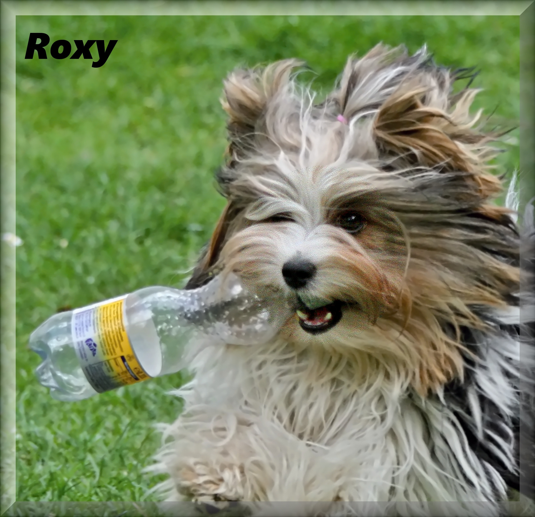 Canon EOS 7D + Canon EF 70-200mm F4L IS USM sample photo. Roxy photography
