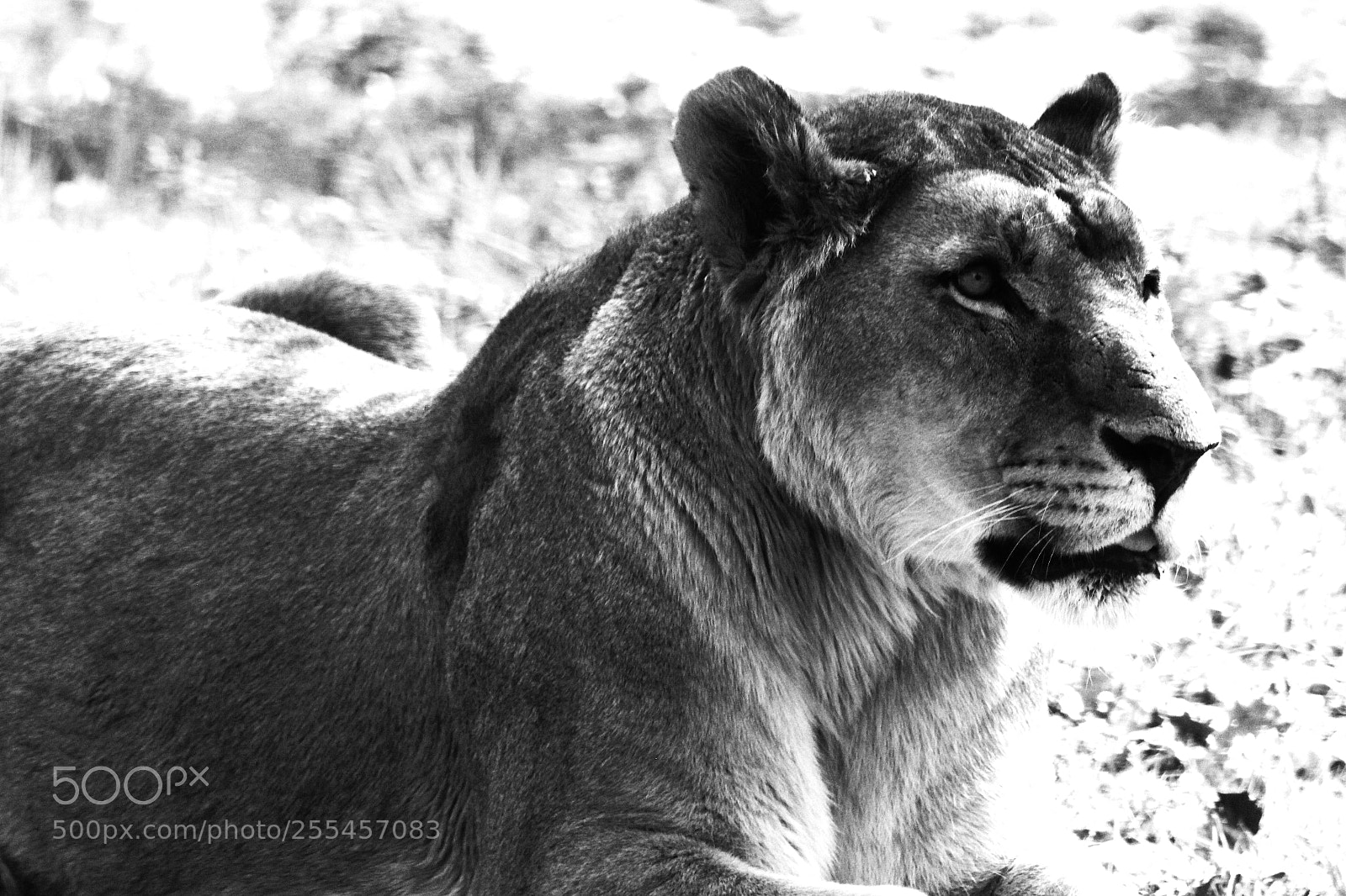 Canon EOS 1200D (EOS Rebel T5 / EOS Kiss X70 / EOS Hi) sample photo. Lion en noir et photography