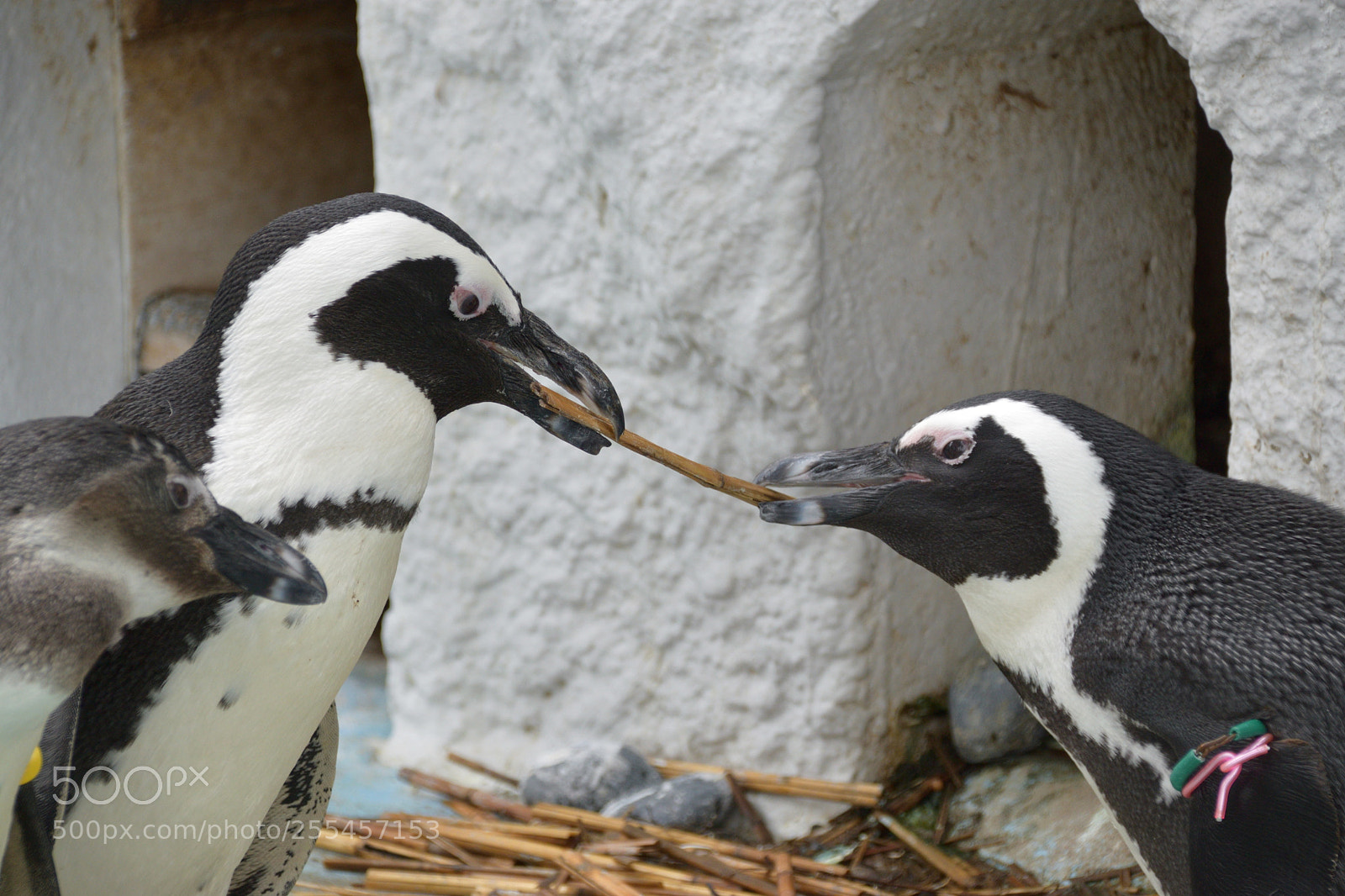 Nikon D5300 sample photo. Penguin fight photography