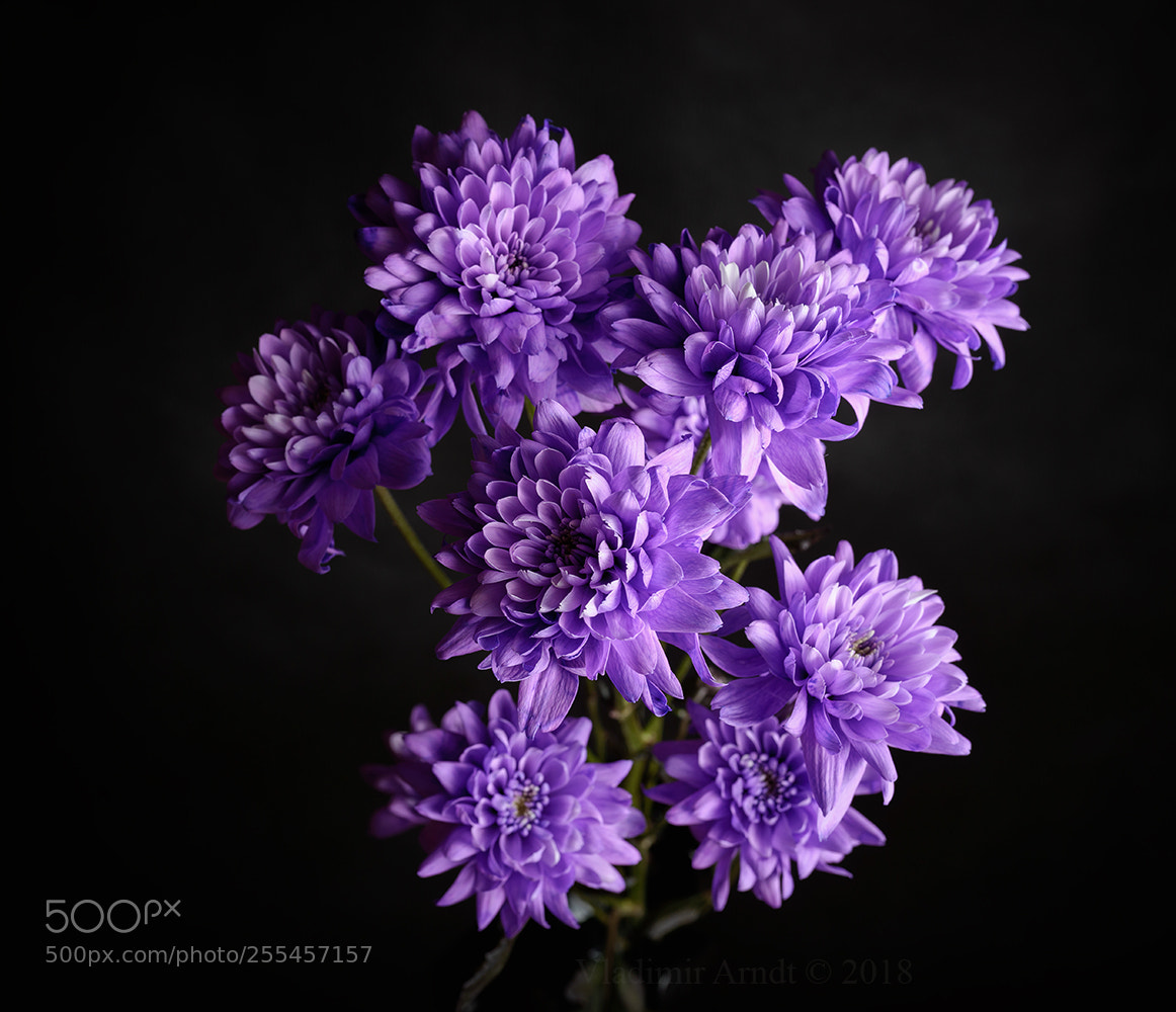 Nikon D800 sample photo. Chrysanthemums photography