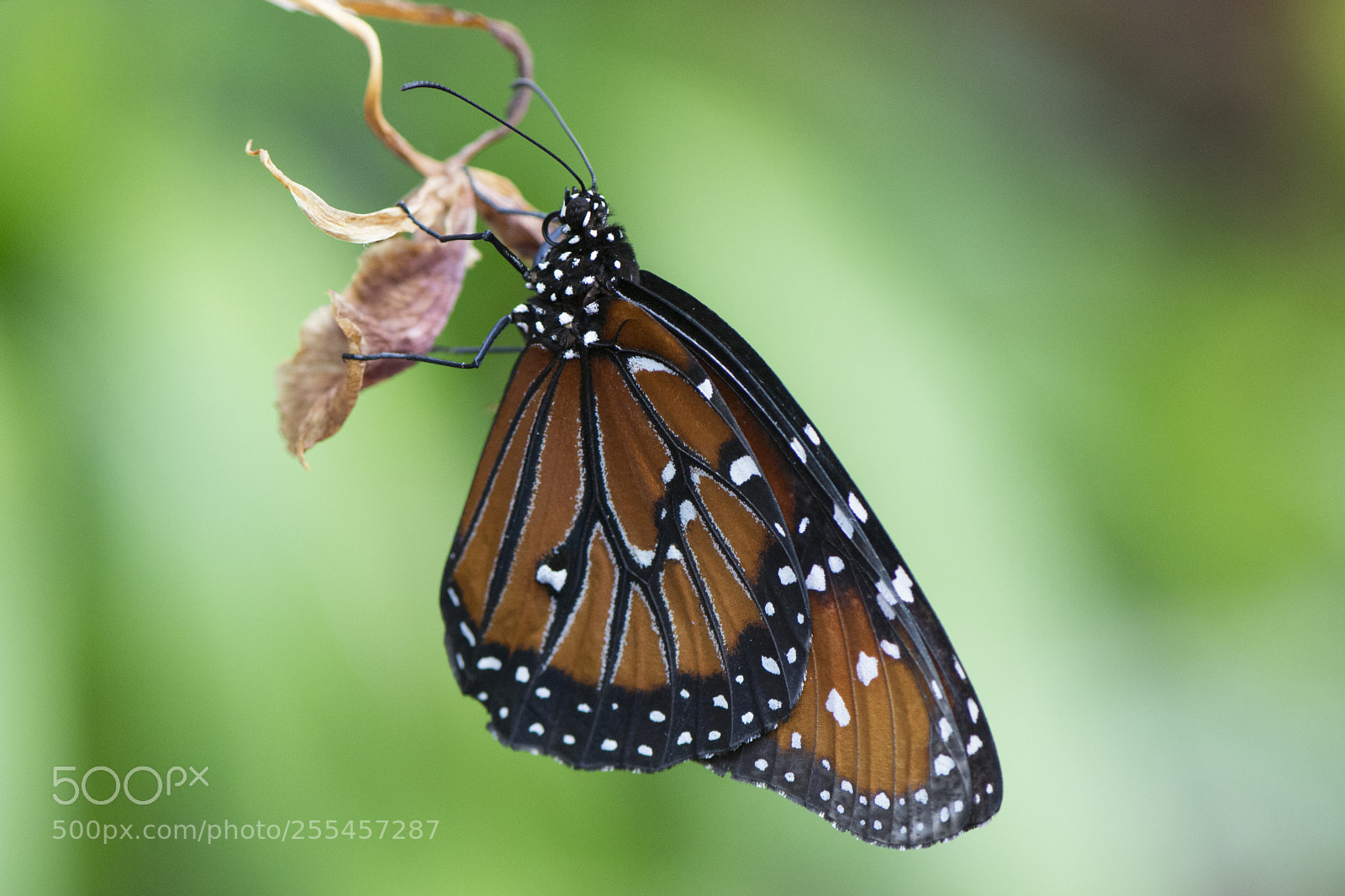Nikon D7200 sample photo. Butterfly 2018-12 photography