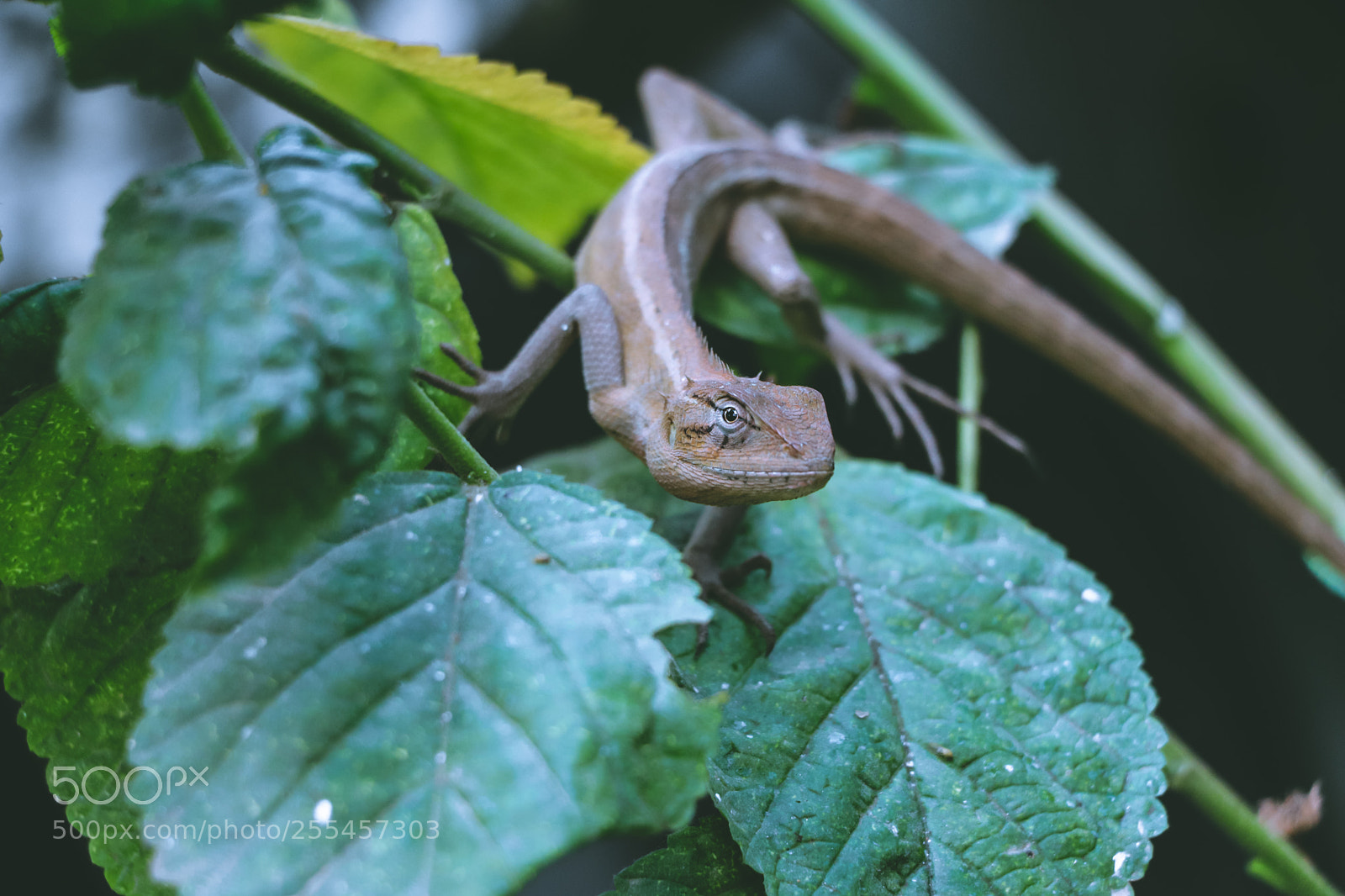 Canon EOS 80D sample photo. Untitled photography
