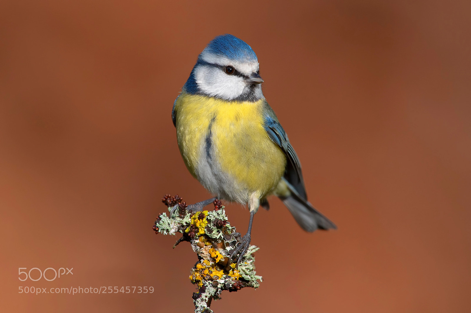 Nikon D850 sample photo. Blue tit photography