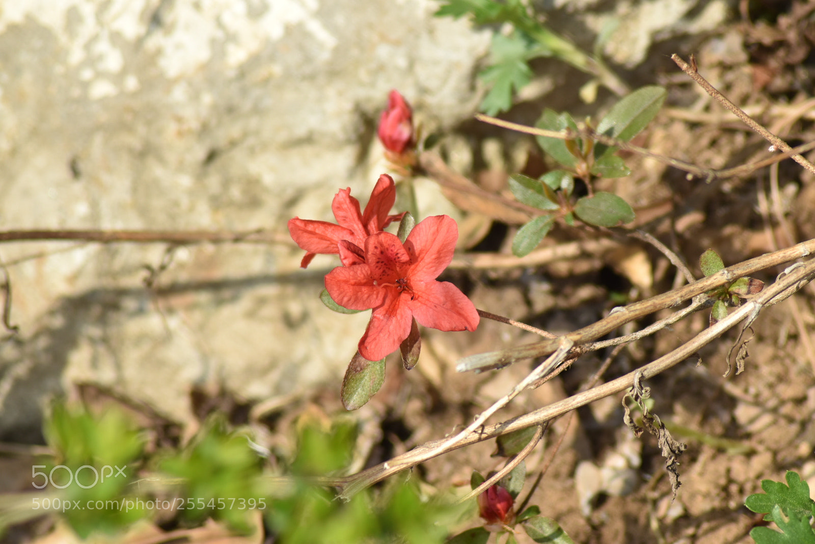 Nikon D5500 sample photo. Spring again photography