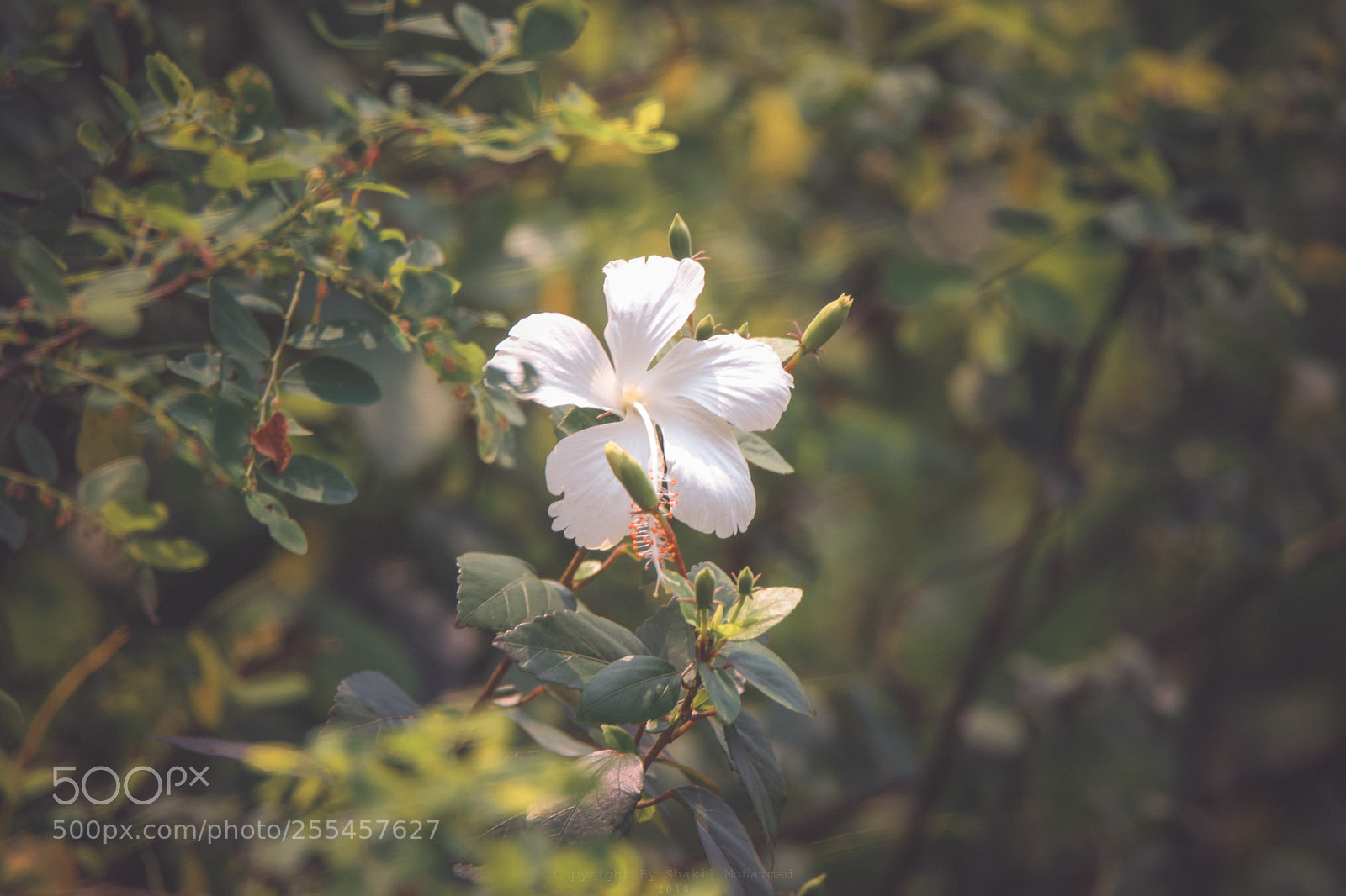 Canon EOS 80D sample photo. Untitled photography