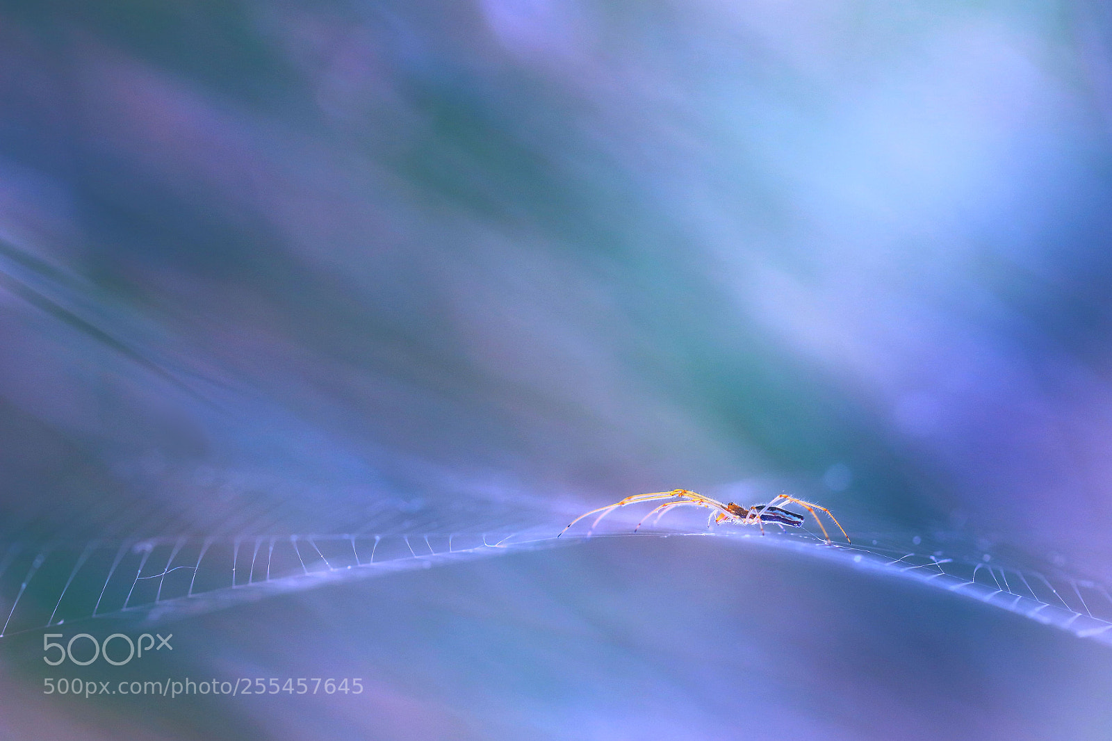 Canon EOS 7D Mark II sample photo. Spider (3) photography