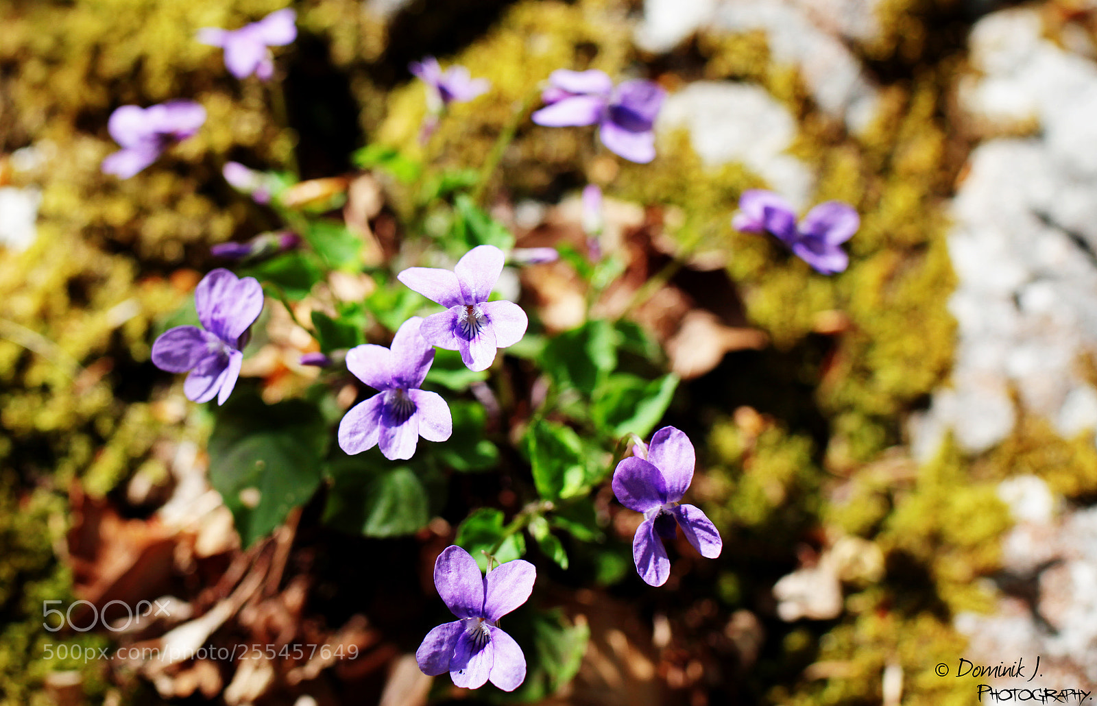 Canon EOS 5D Mark II sample photo. Purple.bokeh photography