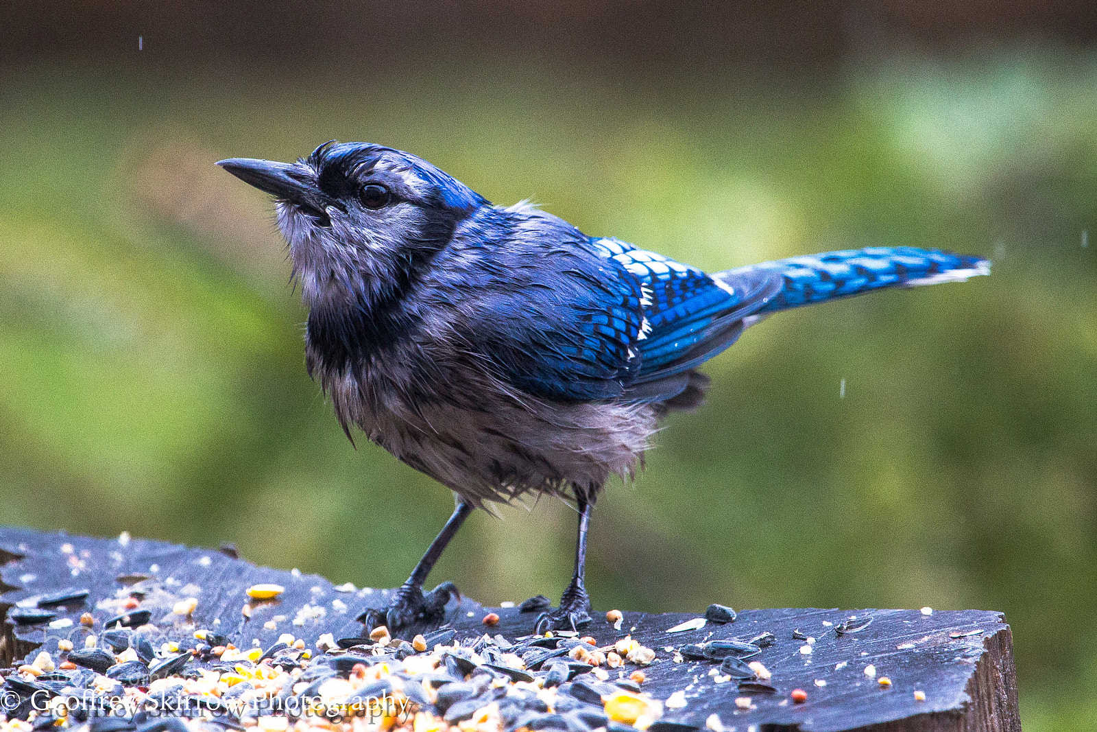 Canon EOS 6D sample photo. Rainy day blue jay photography