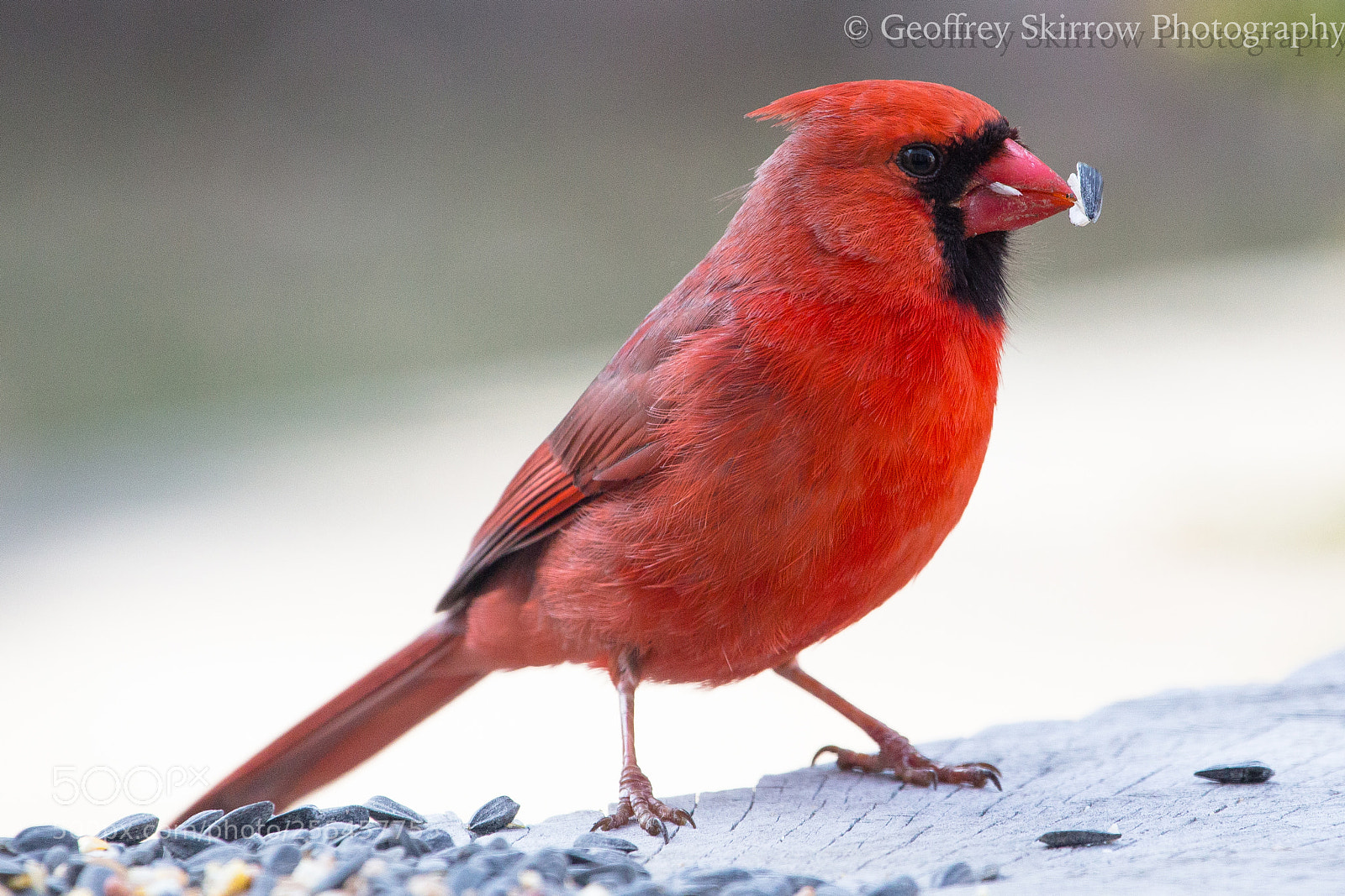 Canon EOS 6D sample photo. Male cardinal feeding photography