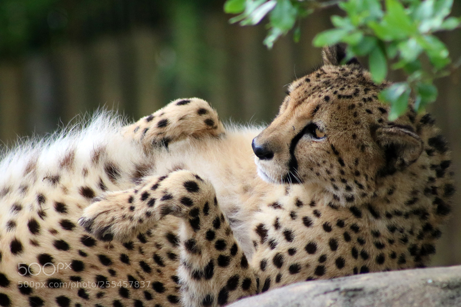 Canon EOS 750D (EOS Rebel T6i / EOS Kiss X8i) sample photo. Cheetah 2082 photography