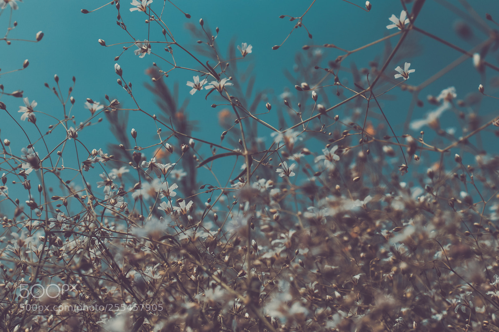 Canon EOS 80D sample photo. Untitled photography