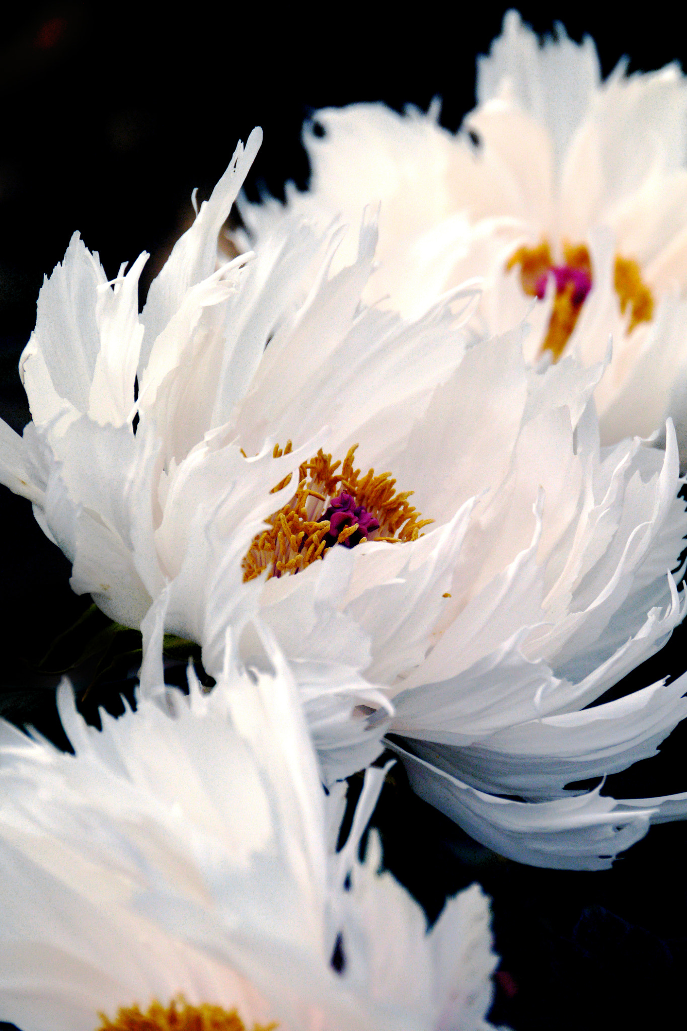Panasonic Lumix DMC-GX1 sample photo. White flowers photography