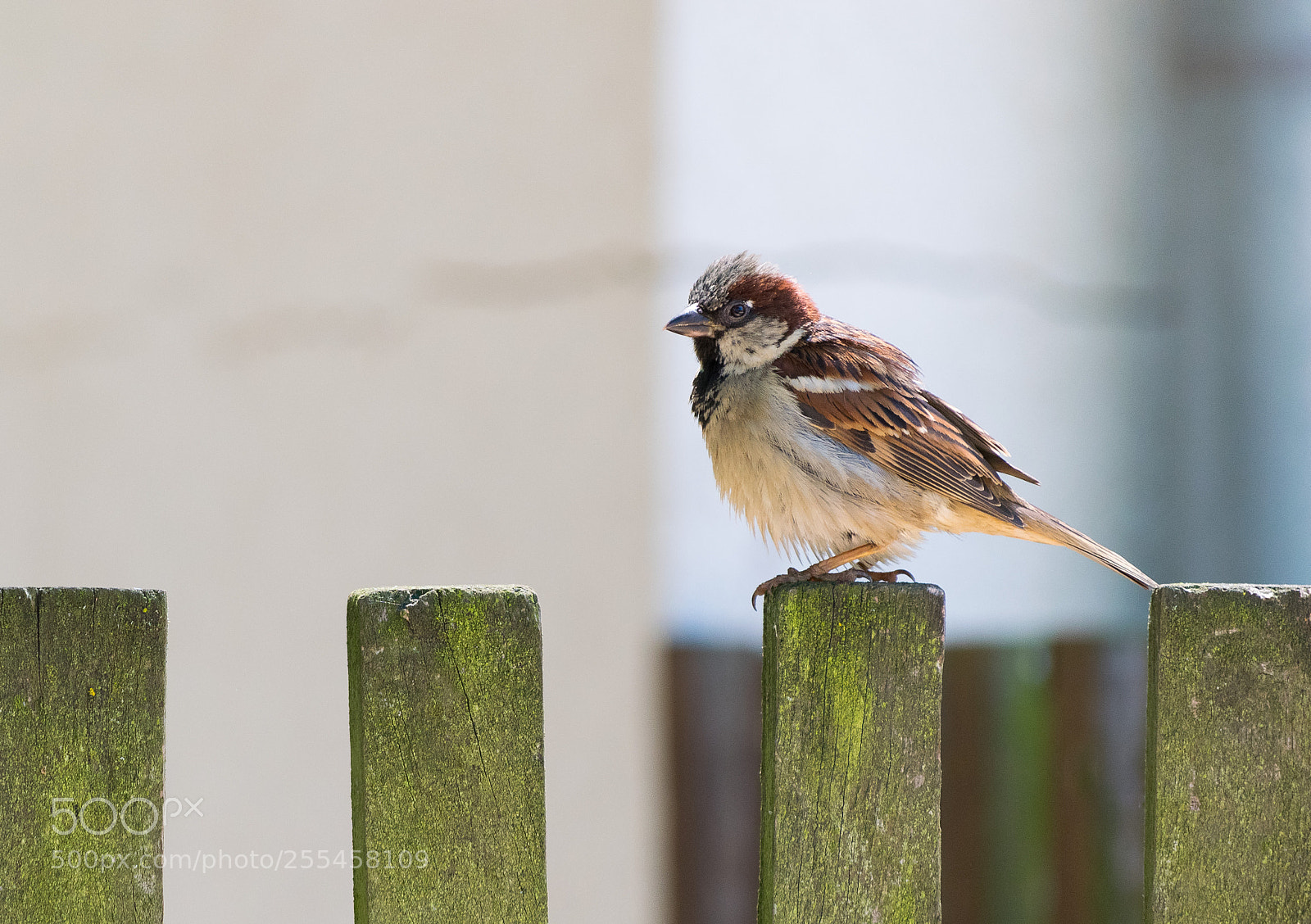Nikon D3300 sample photo. House sparrow photography