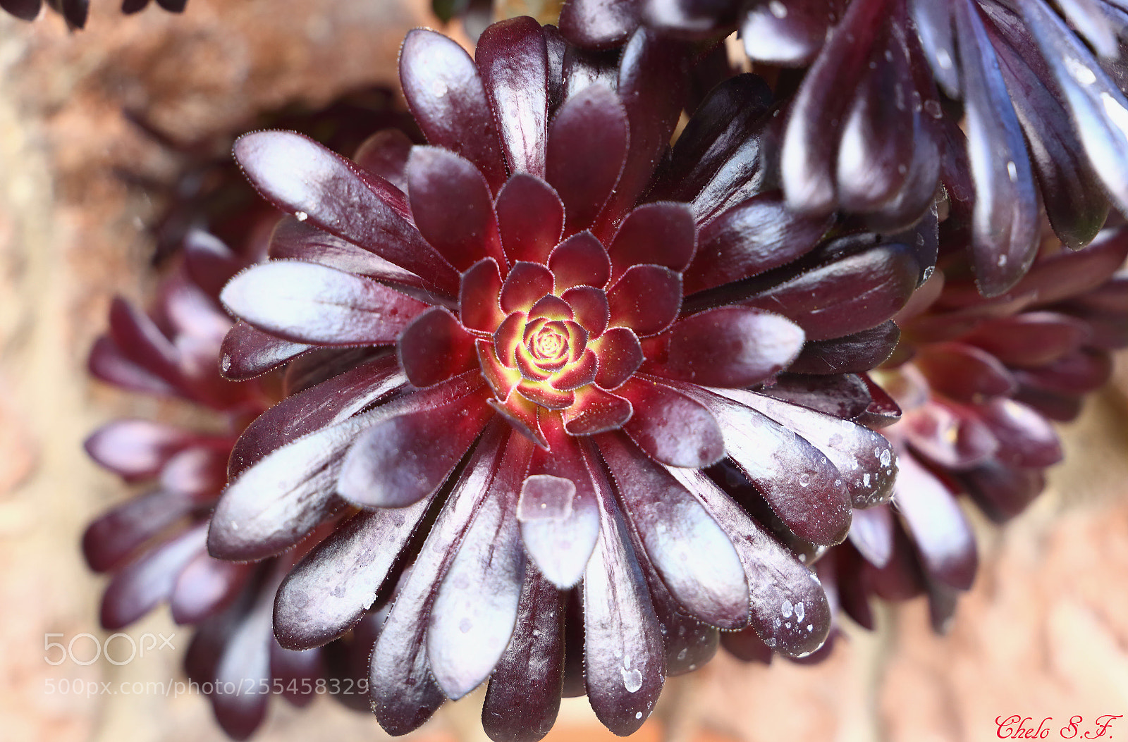 Canon EOS 6D sample photo. Untitled photography