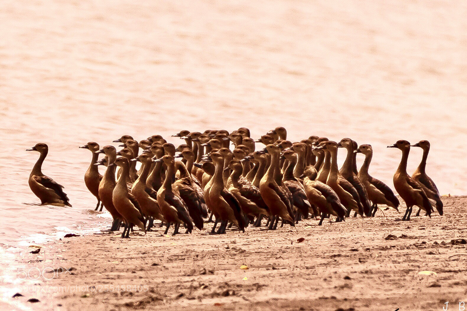 Nikon D500 sample photo. The spectators lesser whistling photography