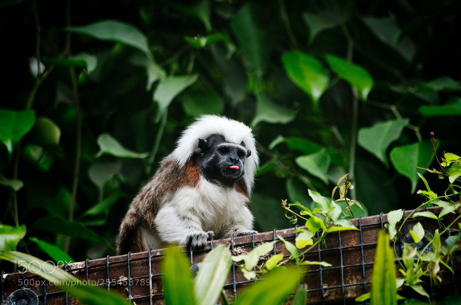 Pentax K-30 sample photo. Monkeys - return to photography