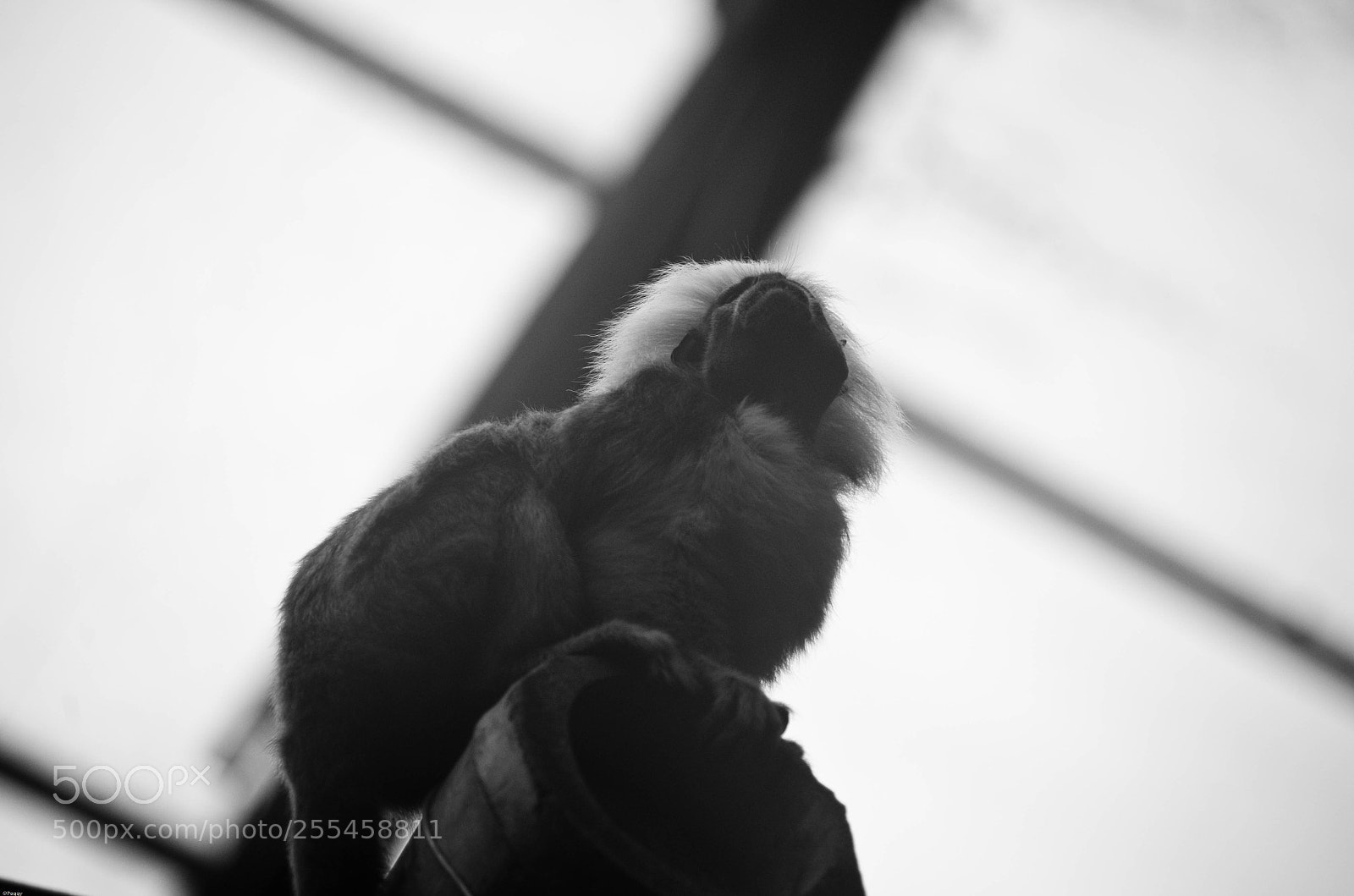 Pentax K-30 sample photo. Monkey photography