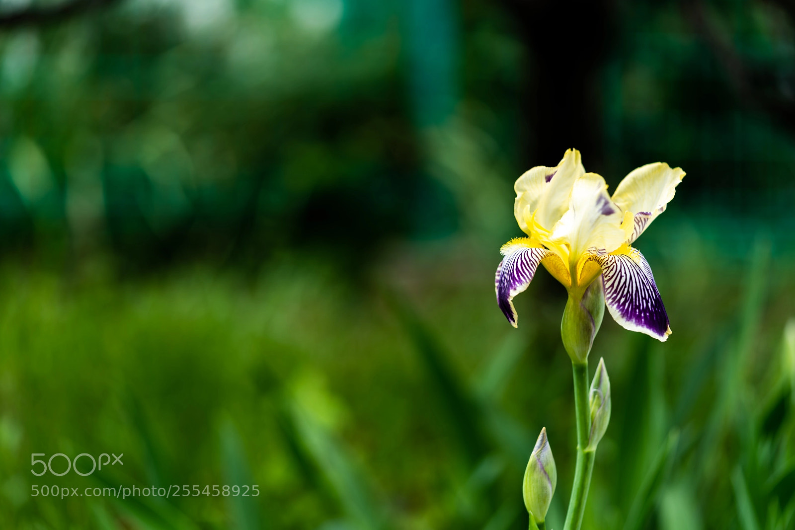 Sony a7R III sample photo. Bloomed iris tectorum photography