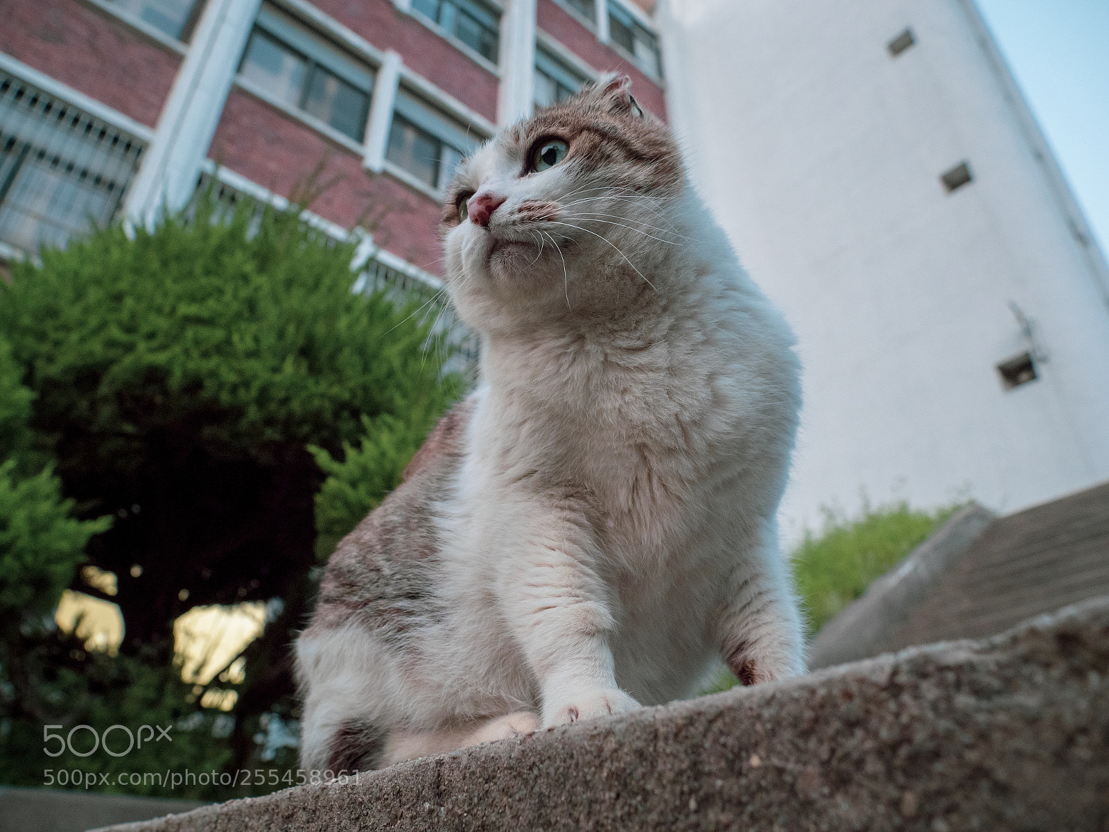 Panasonic Lumix DC-G9 sample photo. 주변을 살피는 고양이 photography