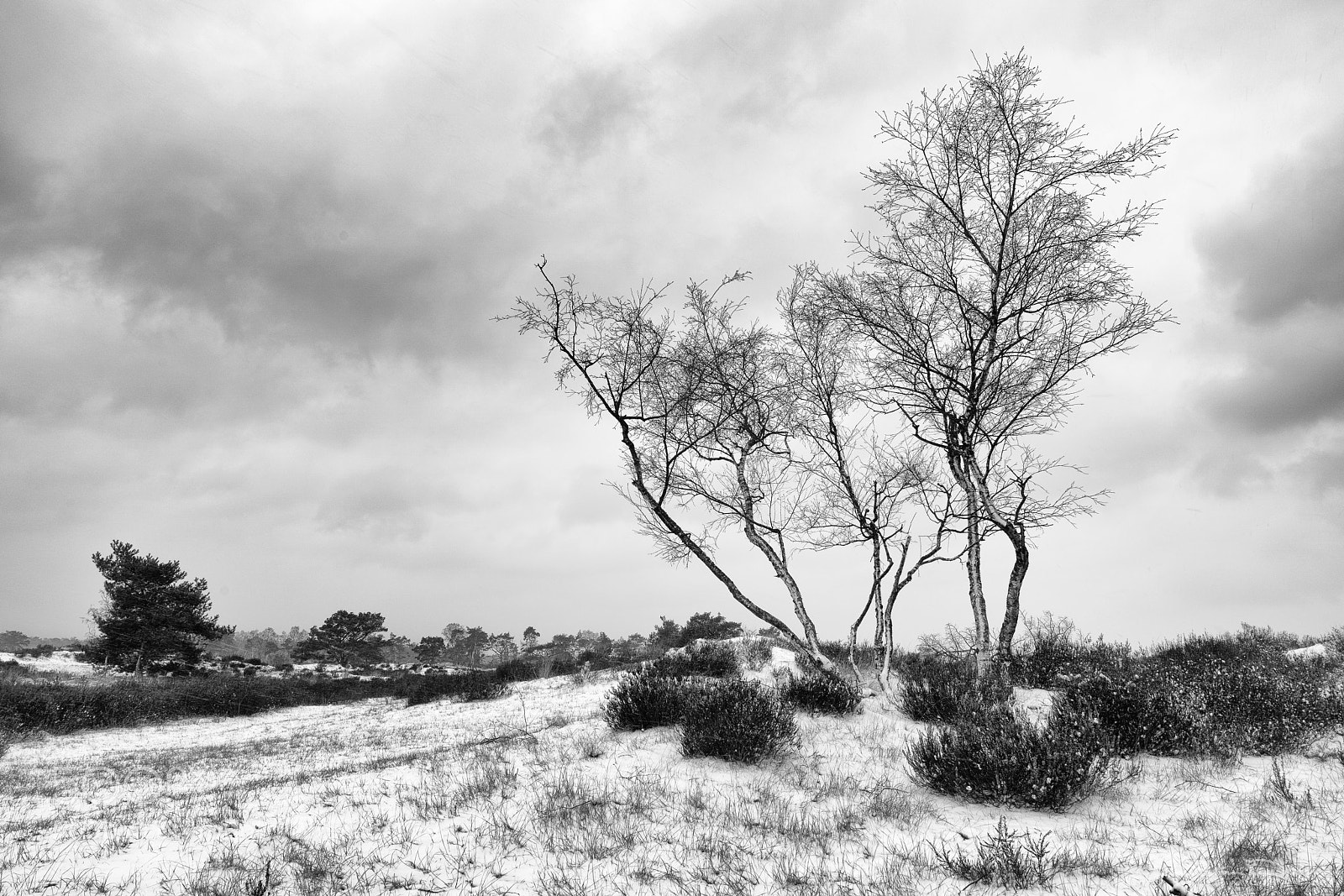 Sony a7R III sample photo. Snowy heather photography
