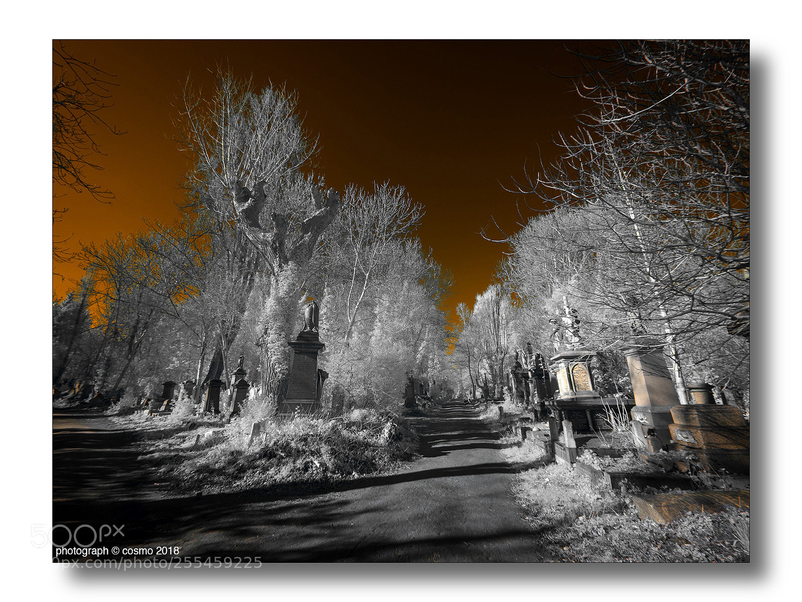 Panasonic Lumix DMC-GX8 sample photo. Abney park cemetery #6 photography