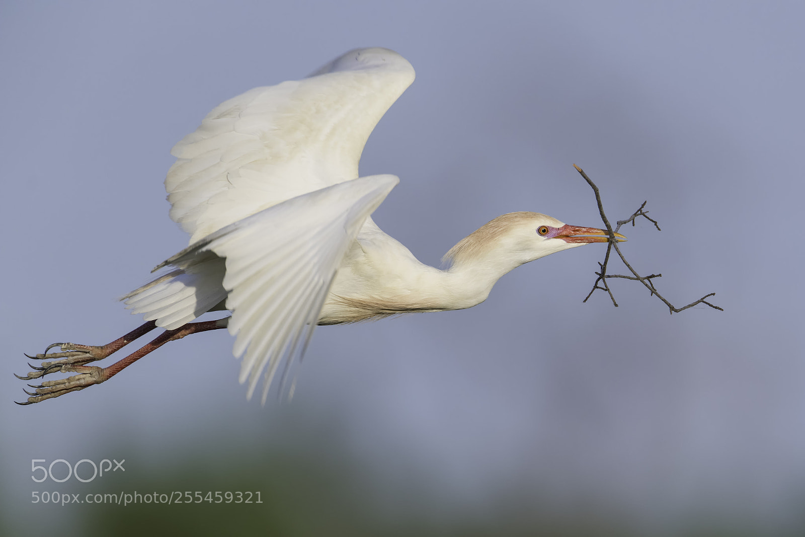 Nikon D850 sample photo. Gathering nesting material... photography
