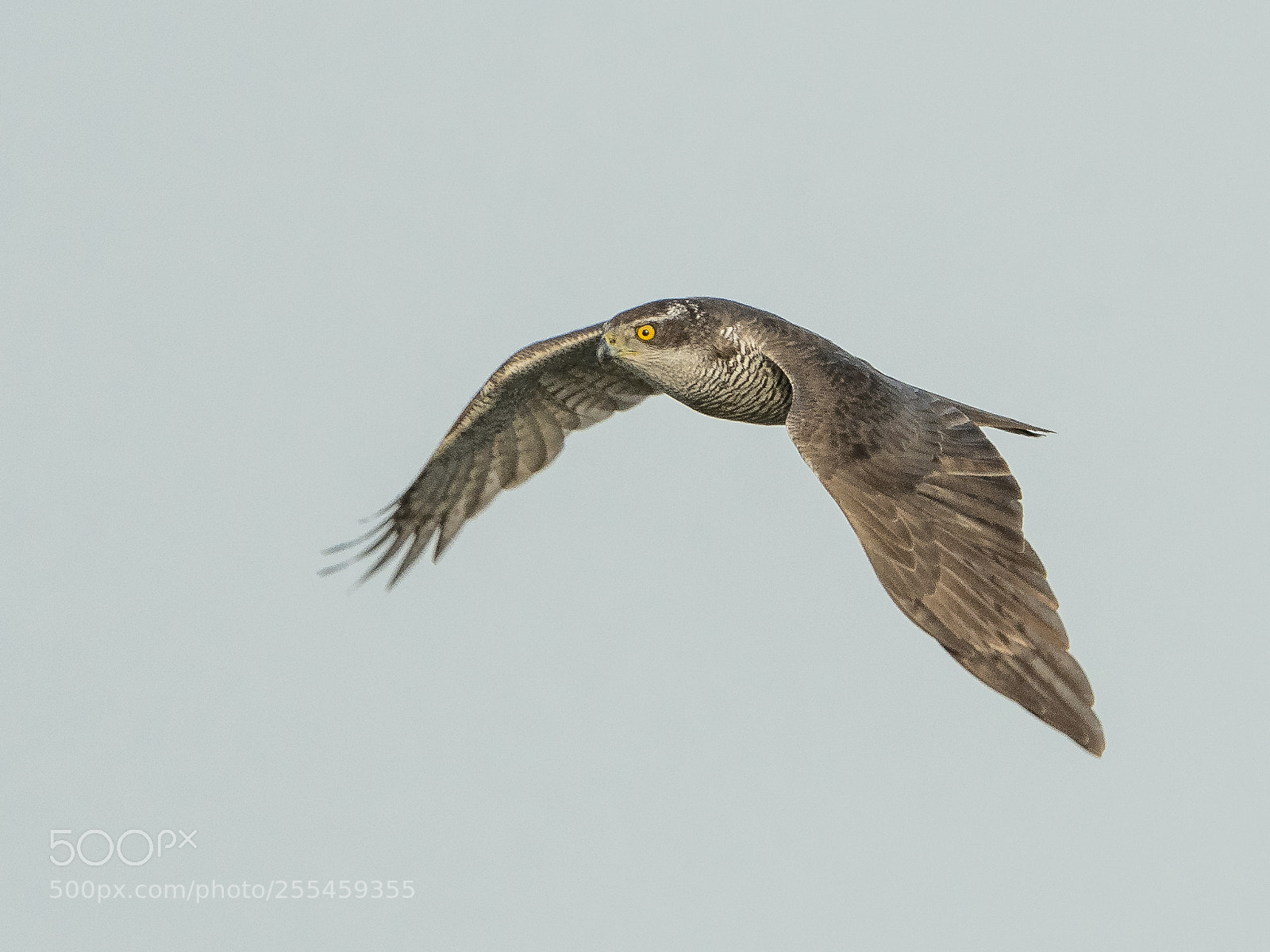 Nikon D500 sample photo. Northern goshawk in flight photography