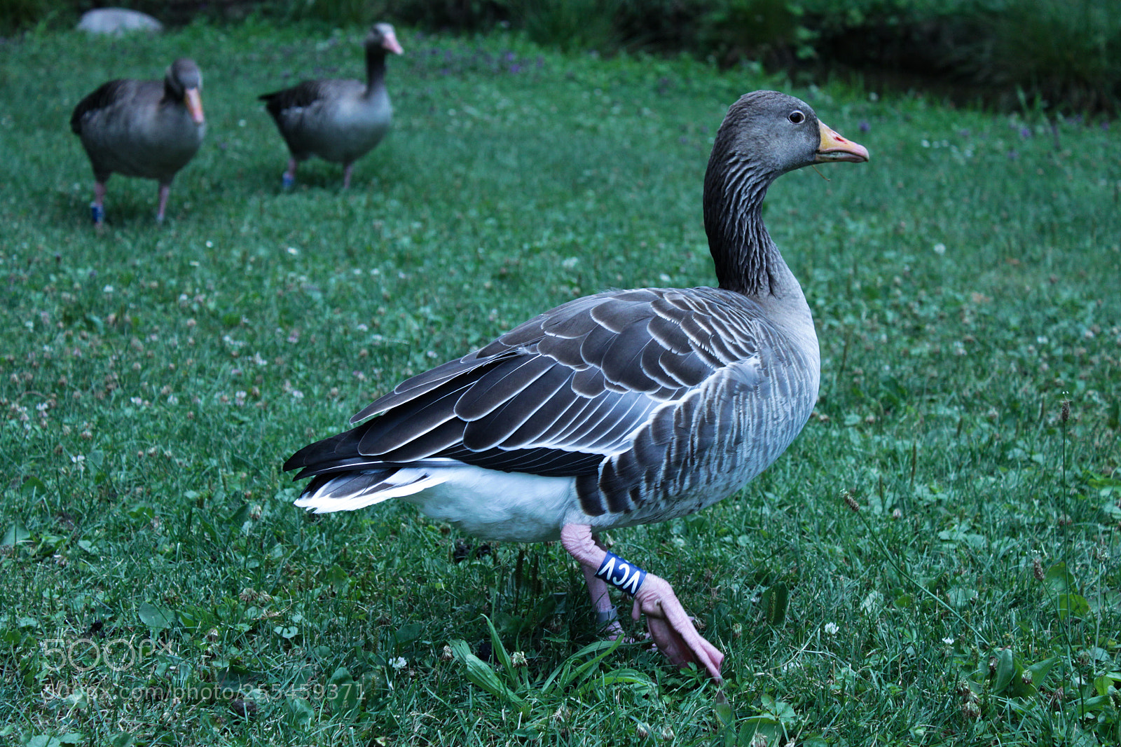 Canon EOS 500D (EOS Rebel T1i / EOS Kiss X3) sample photo. Duck 03 photography