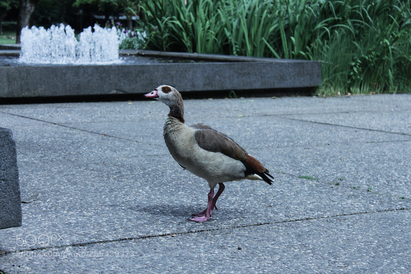 Canon EOS 500D (EOS Rebel T1i / EOS Kiss X3) sample photo. Duck 02 photography
