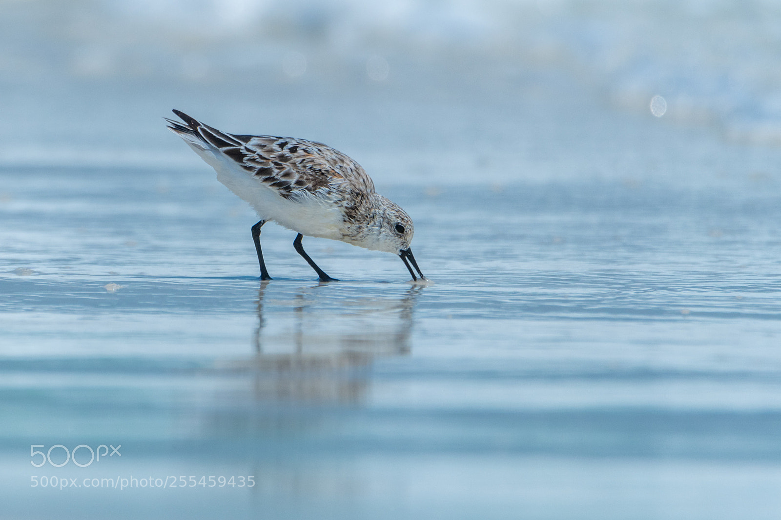 Nikon D500 sample photo. Sanderling at shore photography