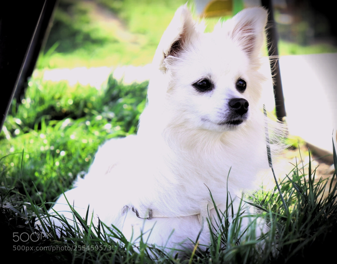 Canon EOS 200D (EOS Rebel SL2 / EOS Kiss X9) sample photo. Fun under the sun photography