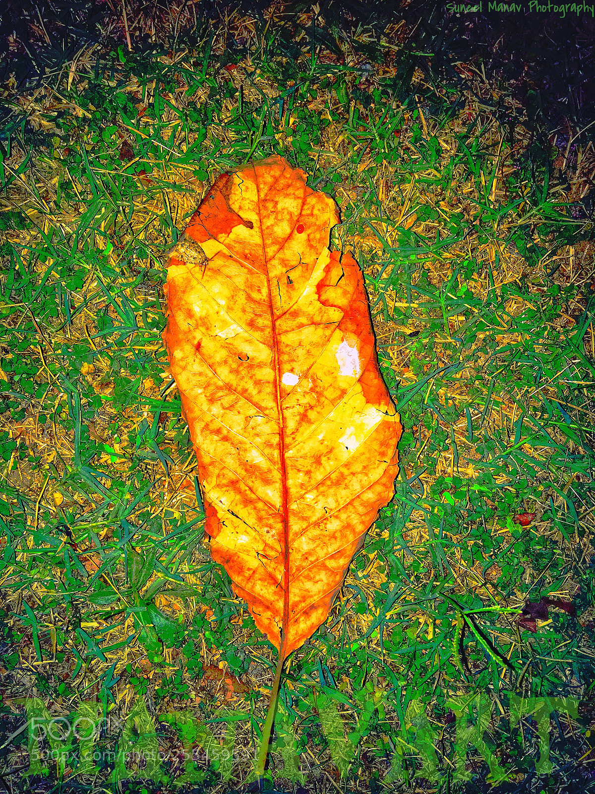 Apple iPhone SE sample photo. Untitled photography