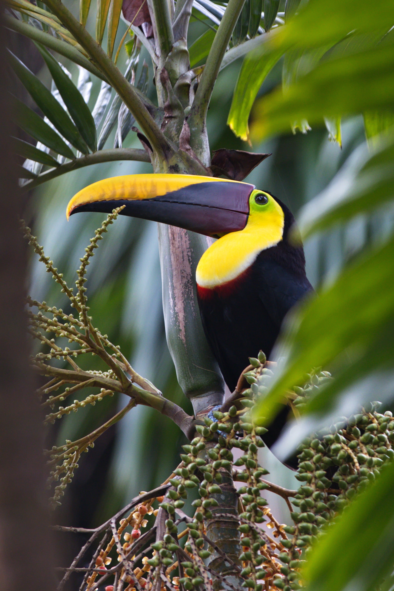Canon EOS 80D sample photo. Yellow throated tucan photography
