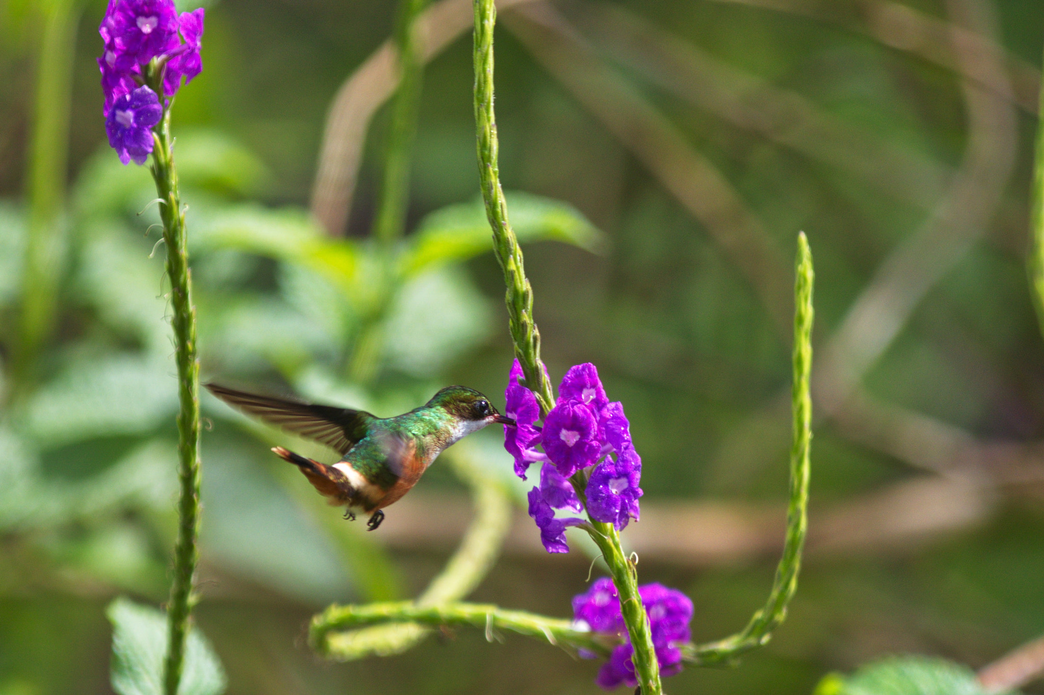 Canon EOS 80D sample photo. White crested coquette photography