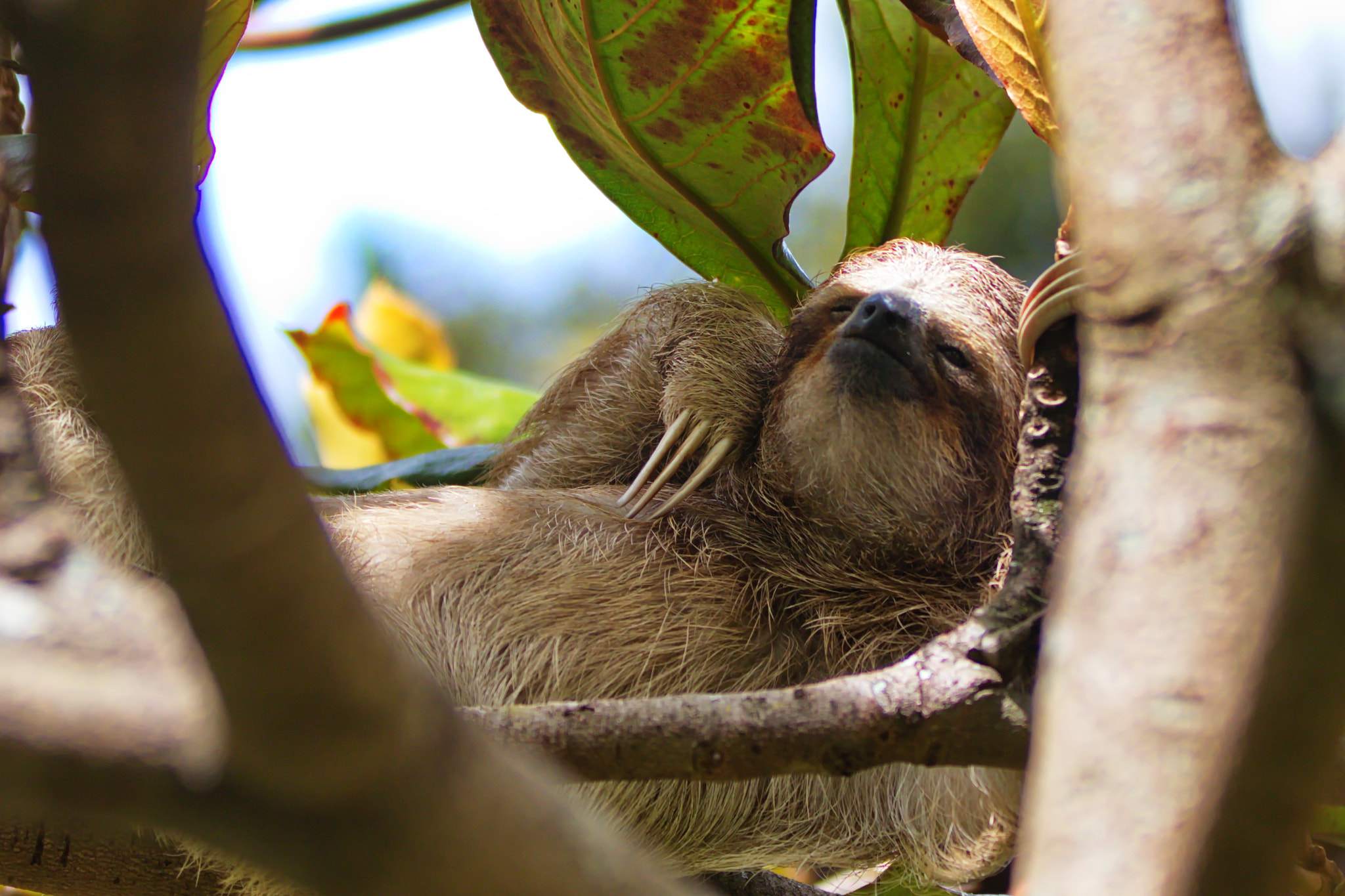 Canon EOS 80D sample photo. Brown throated sloth, young photography