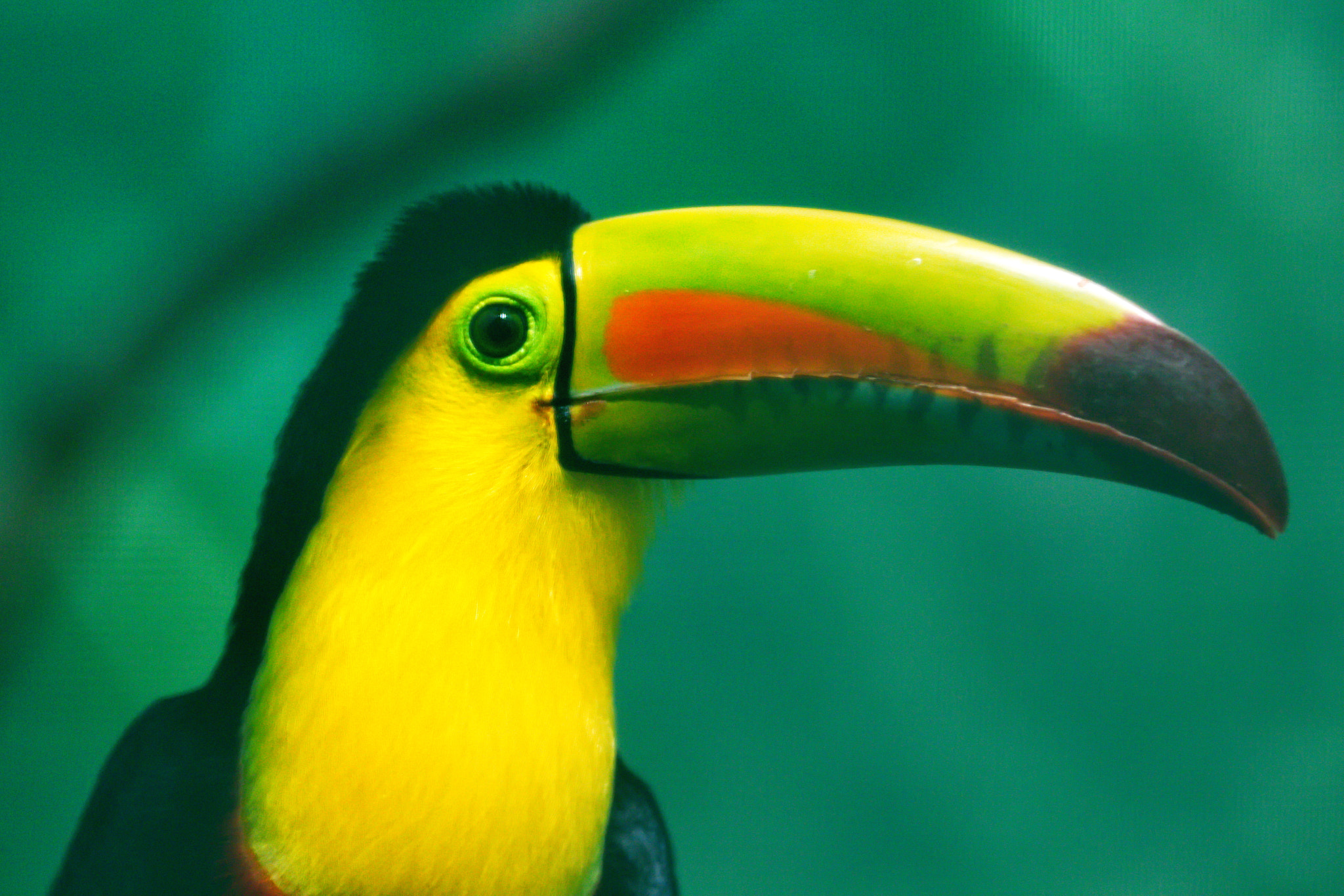 Canon EOS 80D sample photo. Keel billed toucan photography