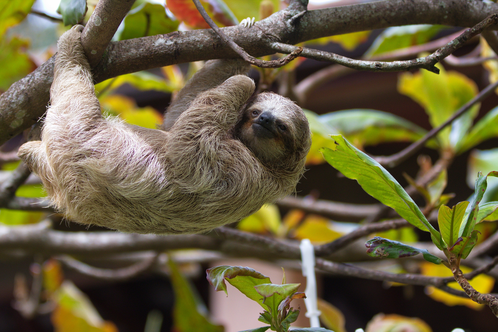 Canon EOS 80D sample photo. Brown-throated sloth, young photography