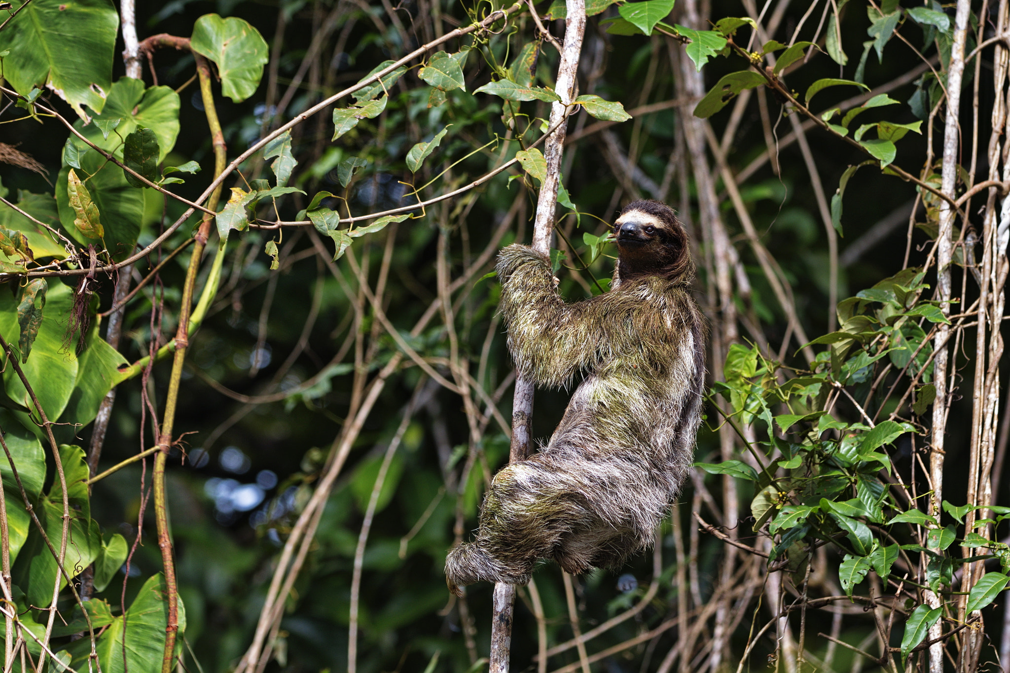 Canon EOS 80D sample photo. Brown-throated sloth, adult photography